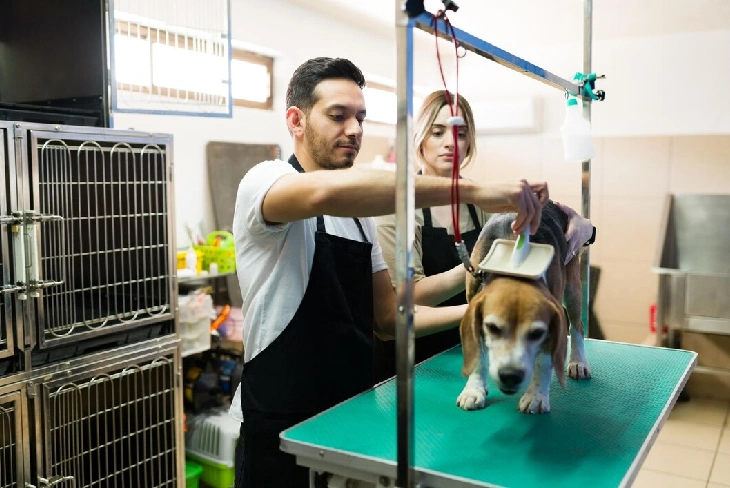 Tips to Start a Pet Grooming Salon Business