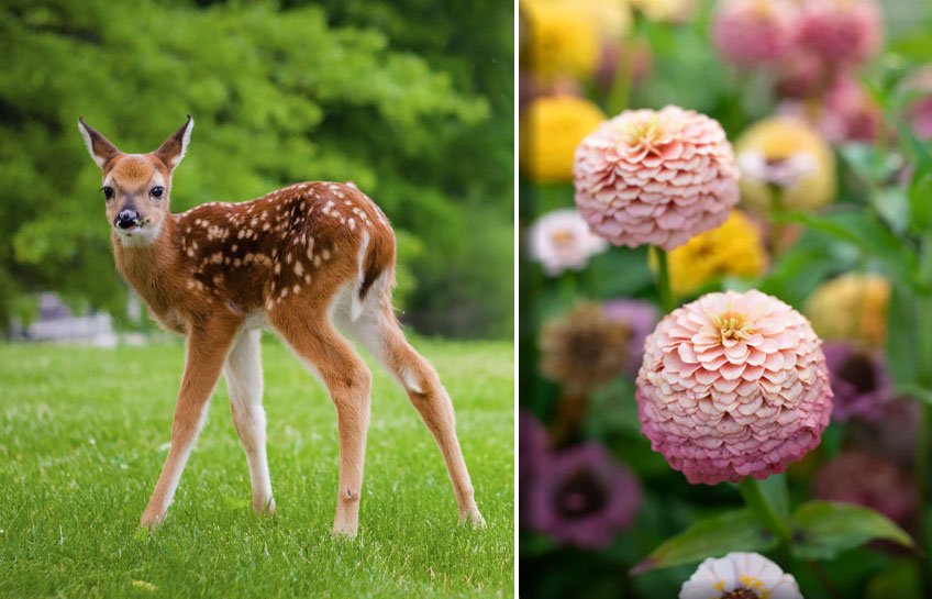Do Deer Eat Zinnia Flowers? Unraveling the Truth for Gardeners