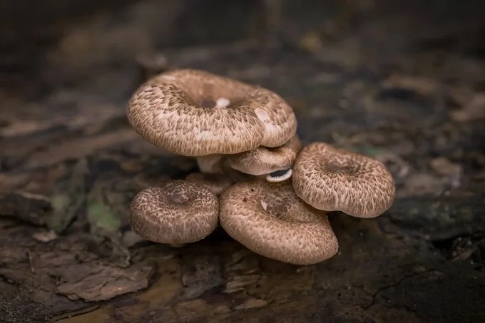 Cluster of brown mushrooms on a forest floor.