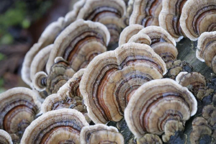 Close-up image of mushroom spores under a microscope, showcasing their intricate structures and vital role in fungal reproduction.