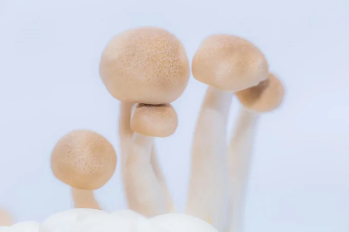 Close-up of mushroom spores in a controlled environment.