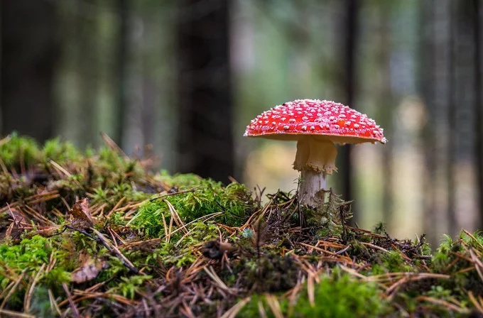 Red and white mushroom growing on forest moss