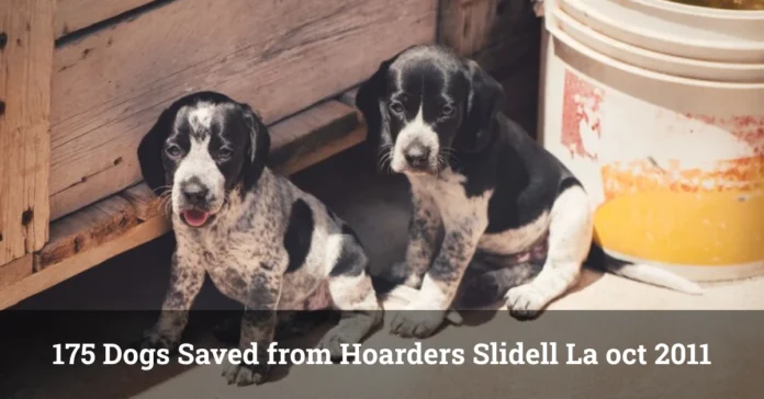 Two black and white puppies sitting next to a wooden structure and a bucket, rescued from a hoarding situation in Slidell, Louisiana, October 2011.
